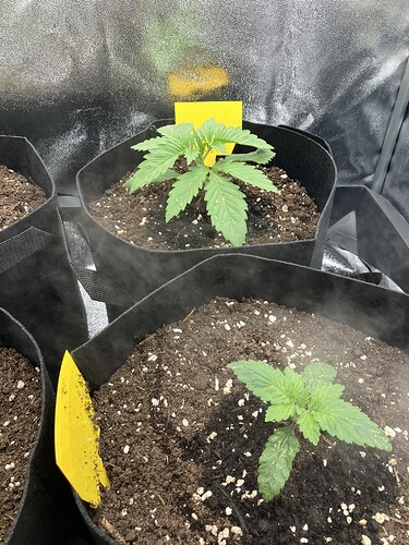 Growreport Bild 2