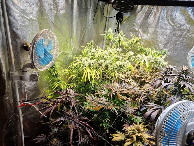 Mehrere Cannabispflanzen in der Blütephase in einem Growzelt, einige mit dunklen, violetten Blättern und andere mit hellgrünen, blühenden Trieben. Ventilatoren sind zur Belüftung angebracht.