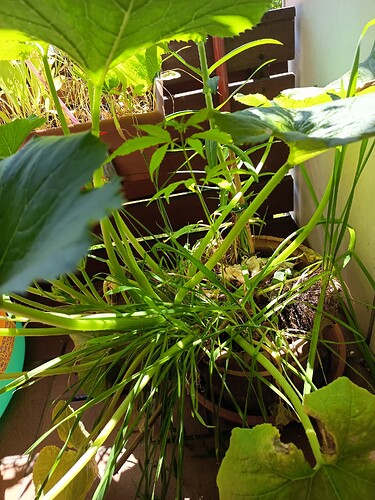 Growreport Bild 1
