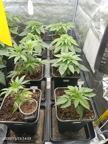 Growreport Bild 6