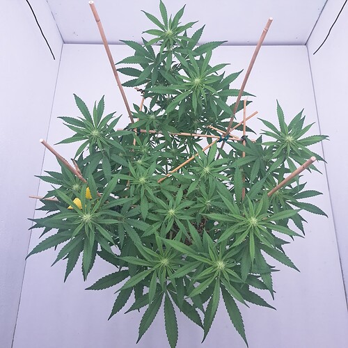 Growreport Bild 3