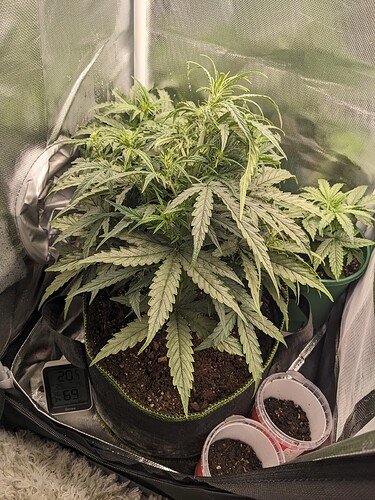 PXL_20240518_224220940