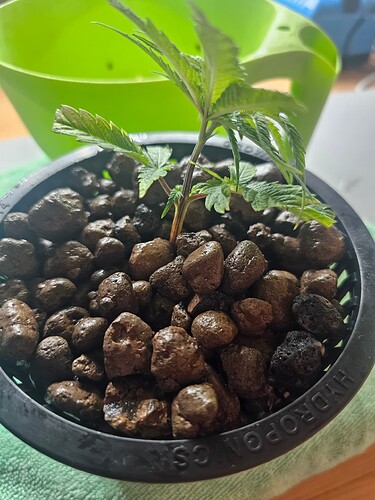 Growreport Bild 37