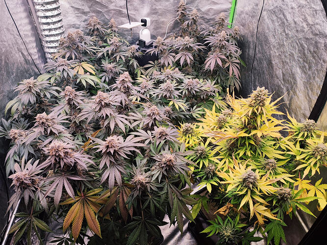 Growreport Bild 42