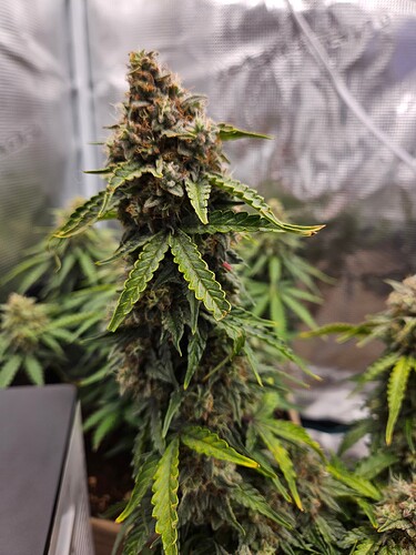 Growreport Bild 106