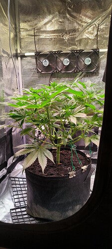 Growreport Bild 2