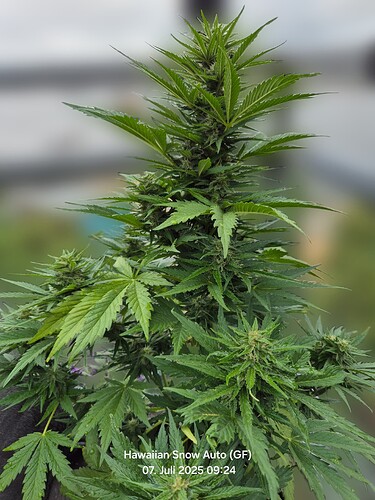 Hawaiian Snow Auto (Ganja Farmer)