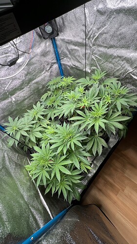 Growreport Bild 3
