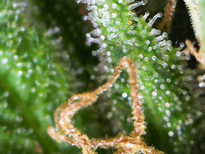 Growreport Bild 29