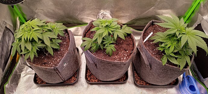 Growreport Bild 16