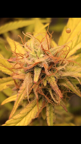 Growreport Bild 10