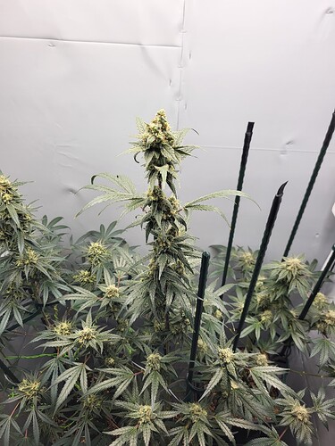 Growreport Bild 9