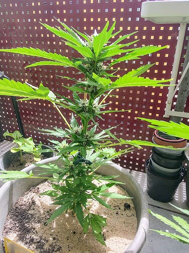 Growreport Bild 4