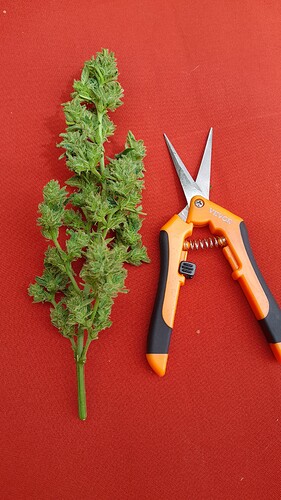 Growreport Bild 7
