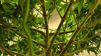 Growreport Bild 71