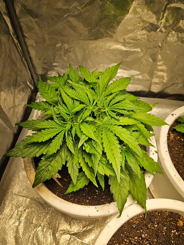 Growreport Bild 6