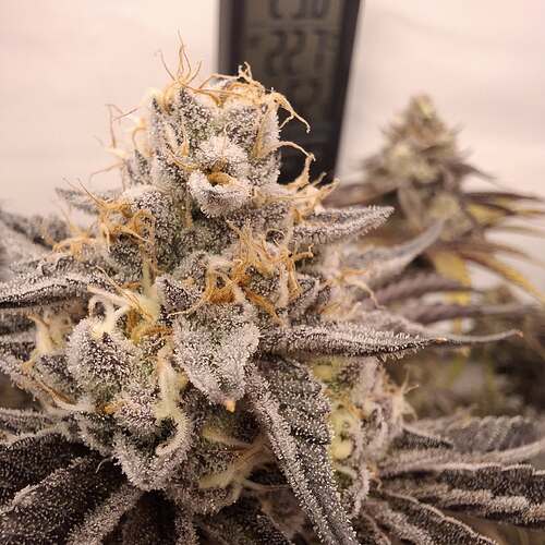Growreport Bild 4