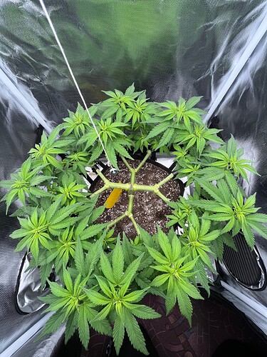 Growreport Bild 1