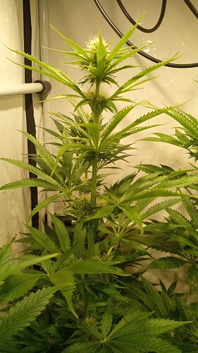 Growreport Bild 33