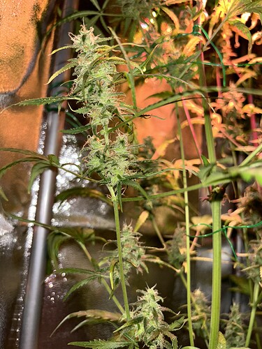 Growreport Bild 8