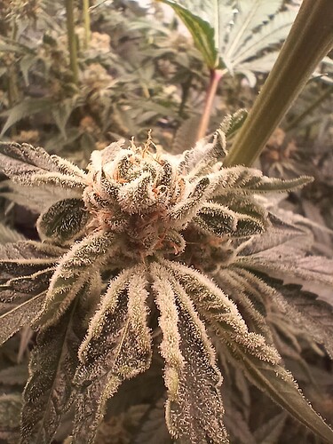 Growreport Bild 8