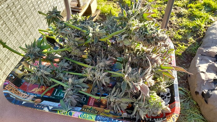 Growreport Bild 5