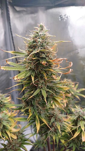 Growreport Bild 15