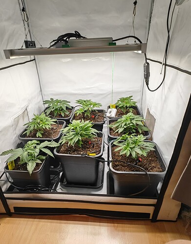 IMG_20241215_204628_edit_41354711225942