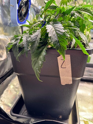 Growreport Bild 7