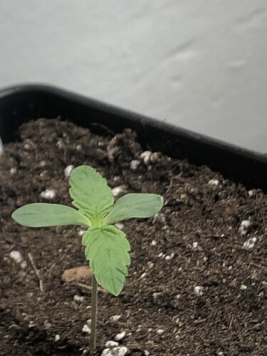 Growreport Bild 2
