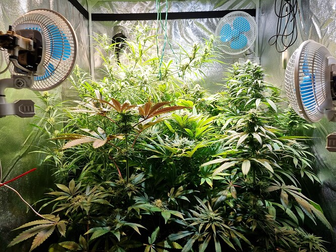 Mehrere Cannabis-Pflanzen in einer Growbox mit Ventilatoren und Beleuchtung.