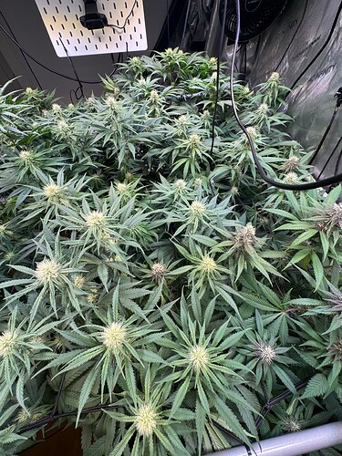 Growreport Bild 4