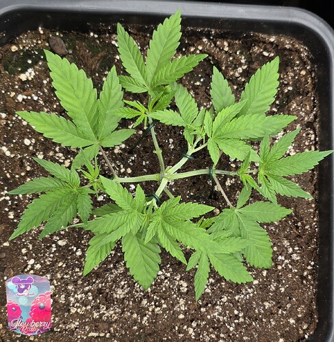Growreport Bild 28