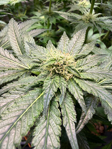 Growreport Bild 34