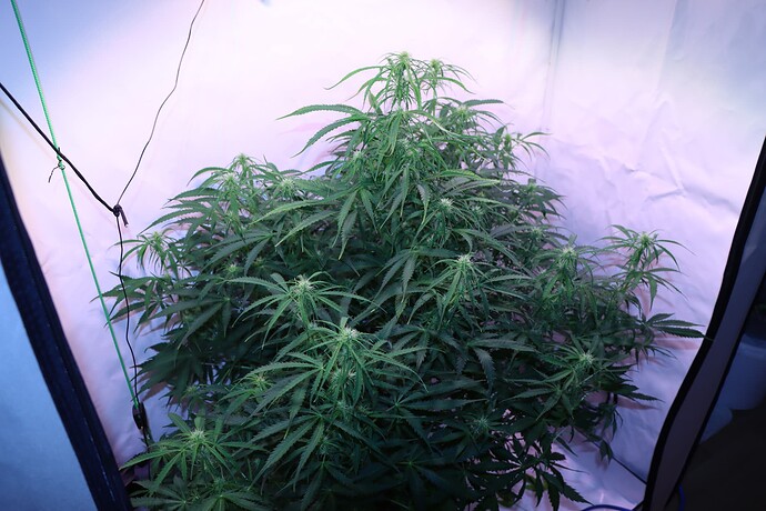 Growreport Bild 11