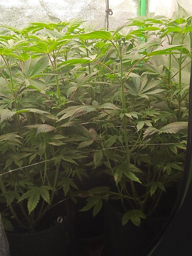 Growreport Bild 3