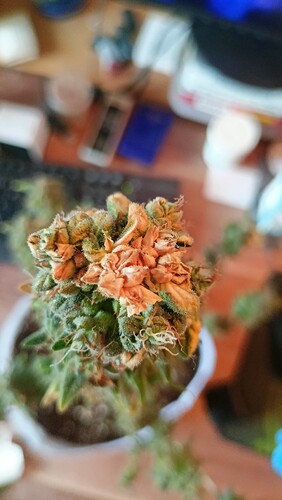 Growreport Bild 12