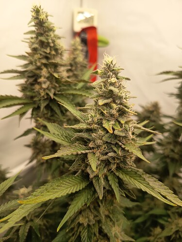 Growreport Bild 8