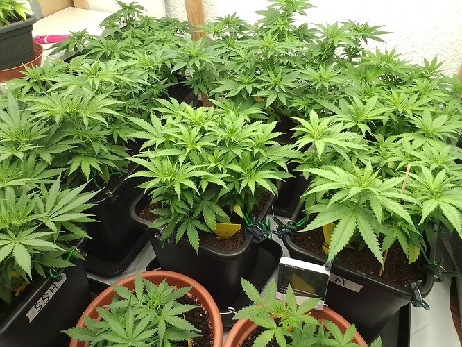 Growreport Bild 1