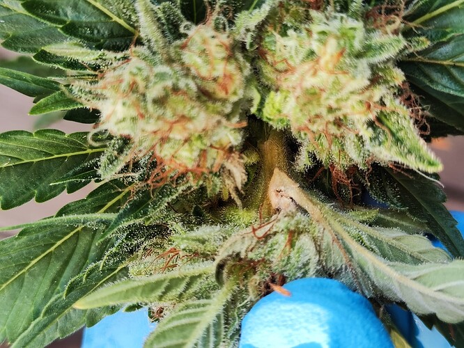 Growreport Bild 7