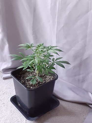 Growreport Bild 115