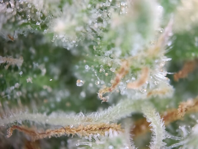 Growreport Bild 34