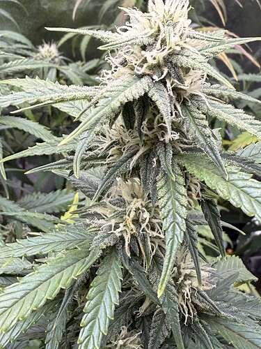 Growreport Bild 3