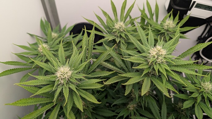 Growreport Bild 5