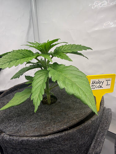 Growreport Bild 2