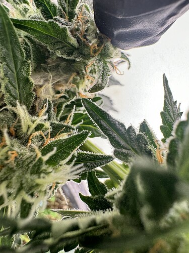 Growreport Bild 32