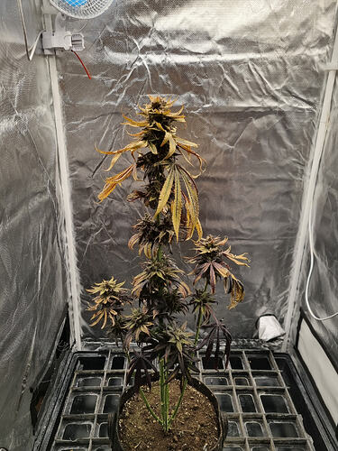 Eine einzelne Cannabis-Pflanze in einer Growbox, die Anzeichen von Reife und beginnender Ernte zeigt. Die Blätter sind teilweise gelb und braun, während die Blütenstände dicht und harzig sind. Ein kleiner Ventilator ist oben an der Wand der Growbox montiert.