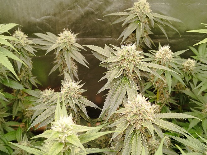 Mehrere blühende Cannabispflanzen mit dichten Blütenständen und breiten Blättern, die in einem Zelt wachsen.