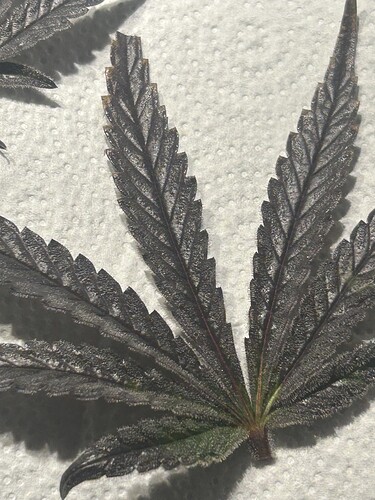 Growreport Bild 31