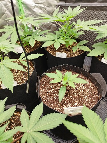 Mehrere junge Cannabispflanzen in Stofftöpfen, einige mit Namensschildern.
